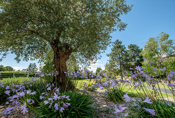 entretien-arbre-pelouse-beaux-espaces-verts-fleurs-violettes